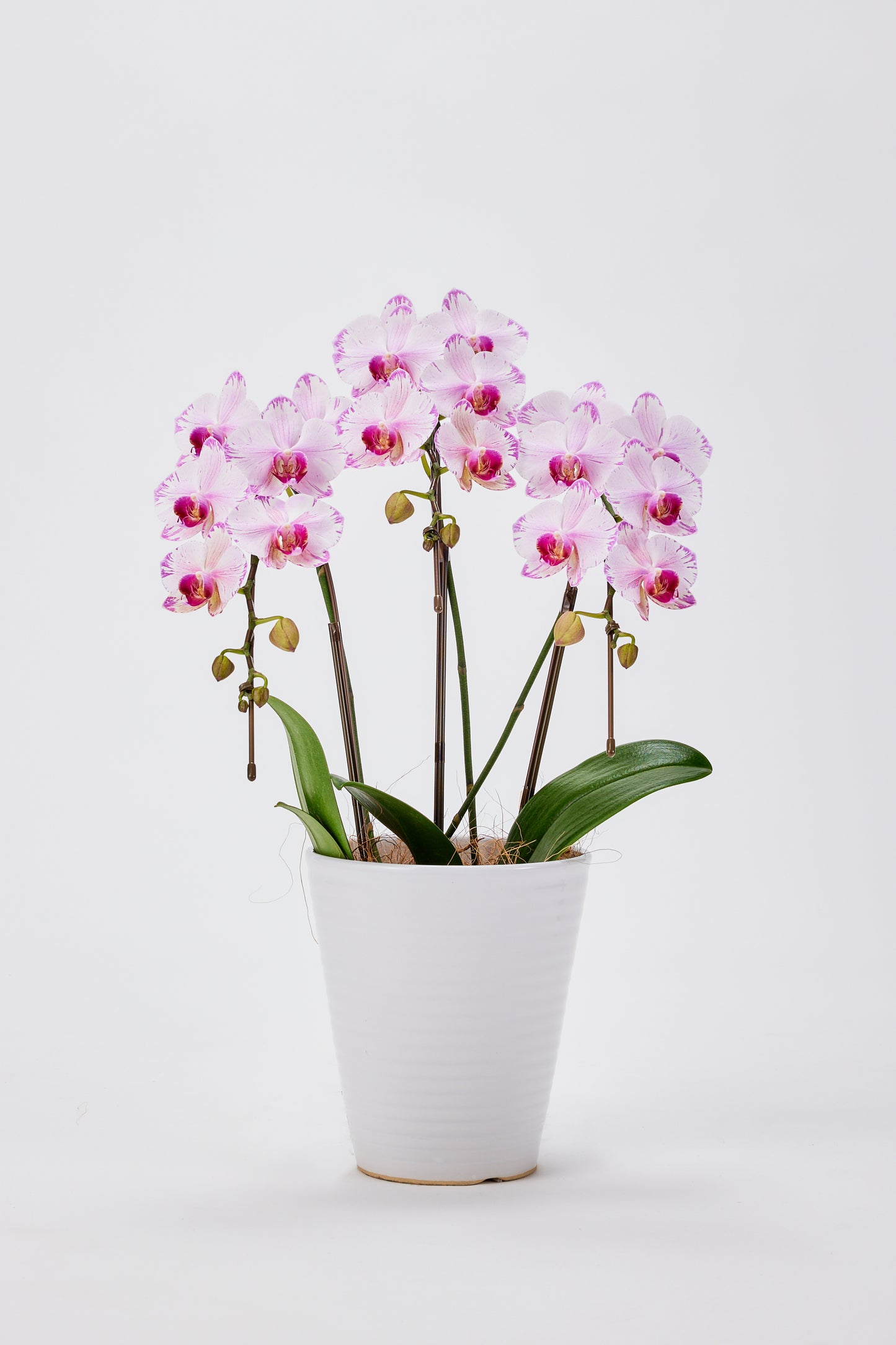 中輪胡蝶蘭 農林水産大臣賞受賞花 ピンク(CL-913G)
