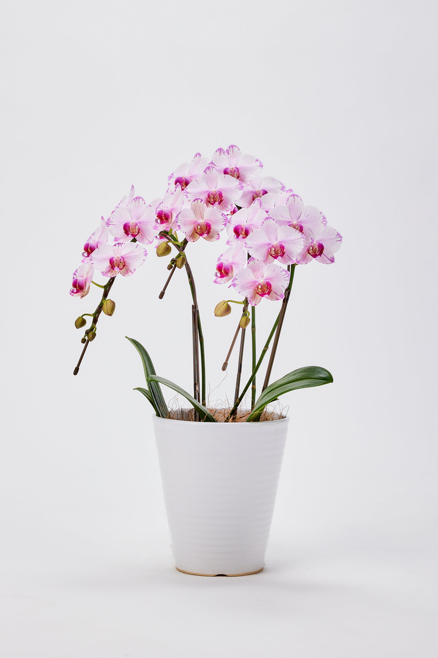 中輪胡蝶蘭 農林水産大臣賞受賞花 ピンク(CL-913G)