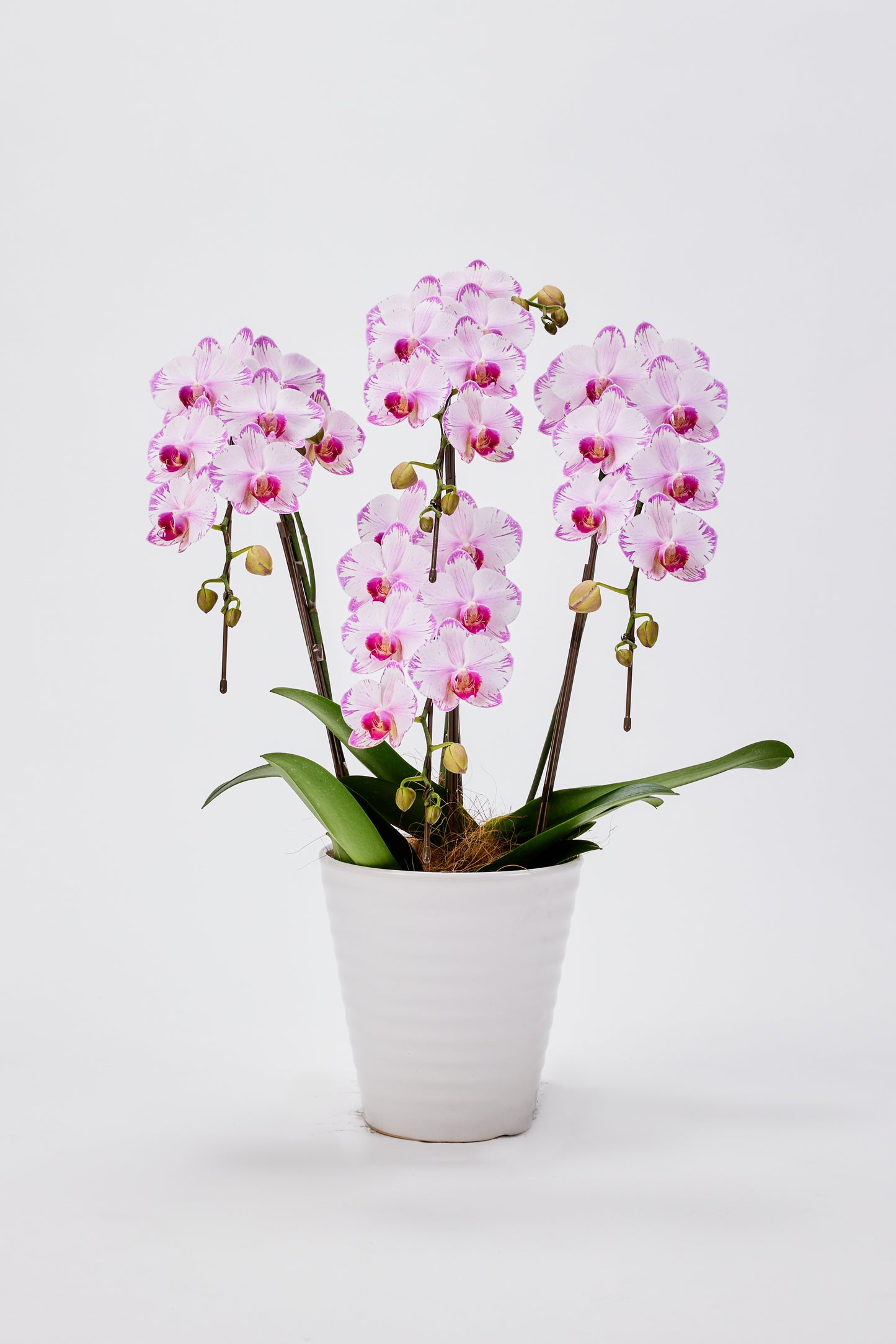 中輪胡蝶蘭 農林水産大臣賞受賞花 ピンク(CL-913G)