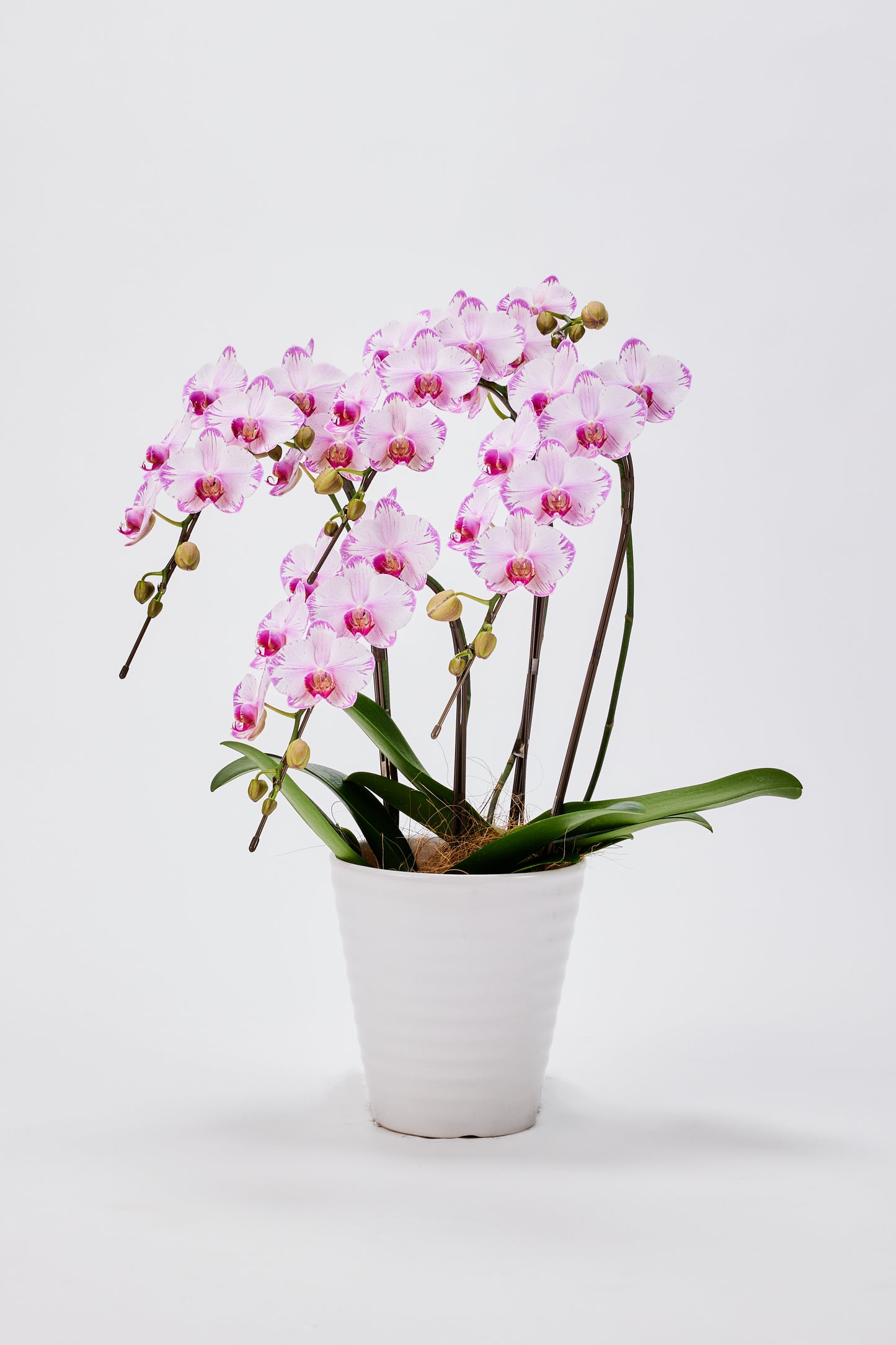 中輪胡蝶蘭 農林水産大臣賞受賞花 ピンク(CL-913G)