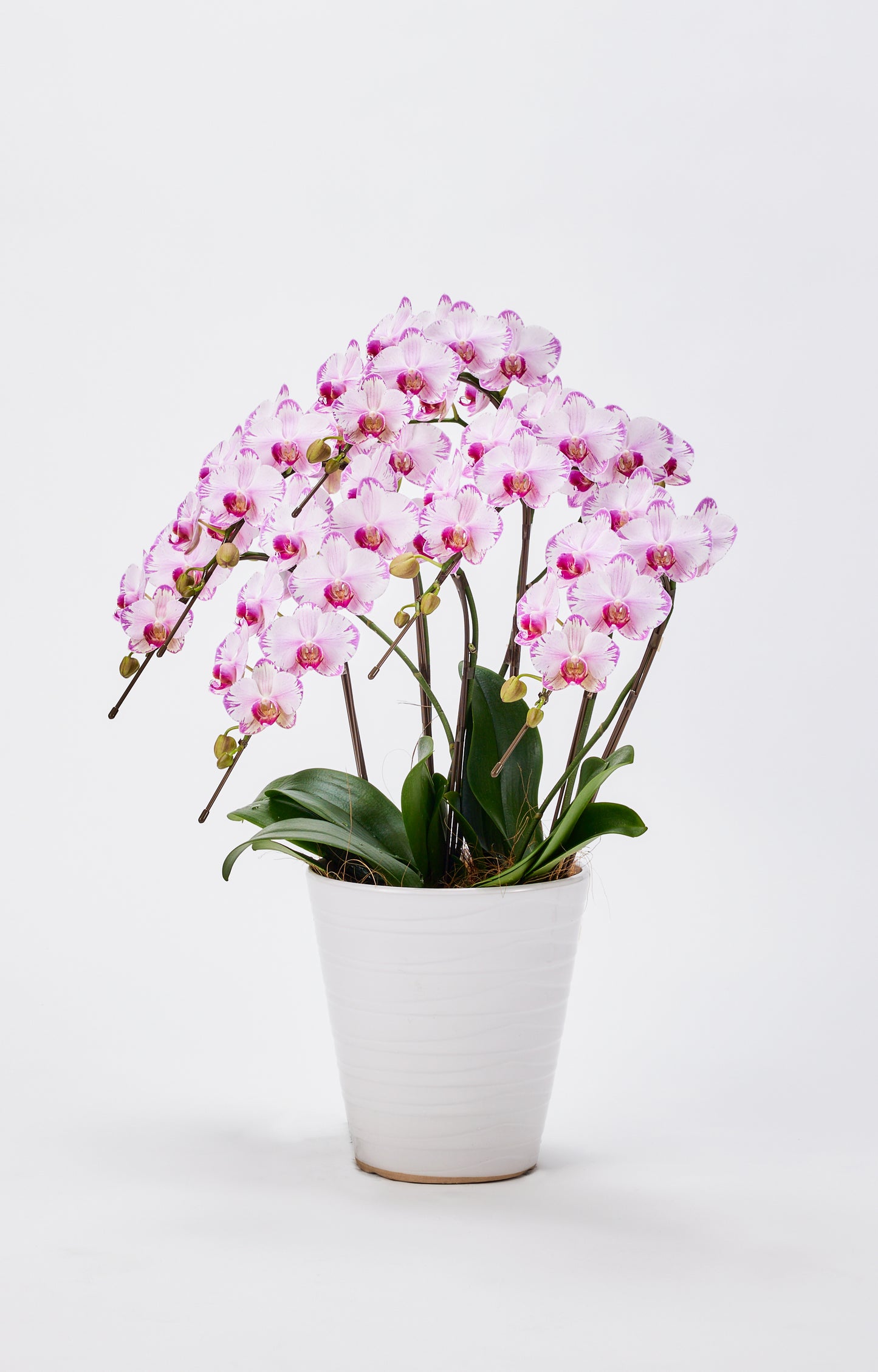 中輪胡蝶蘭 農林水産大臣賞受賞花 ピンク(CL-913G)
