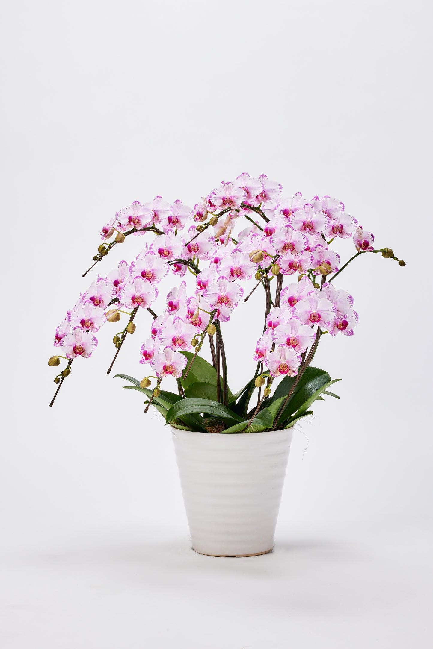 中輪胡蝶蘭 農林水産大臣賞受賞花 ピンク(CL-913G)