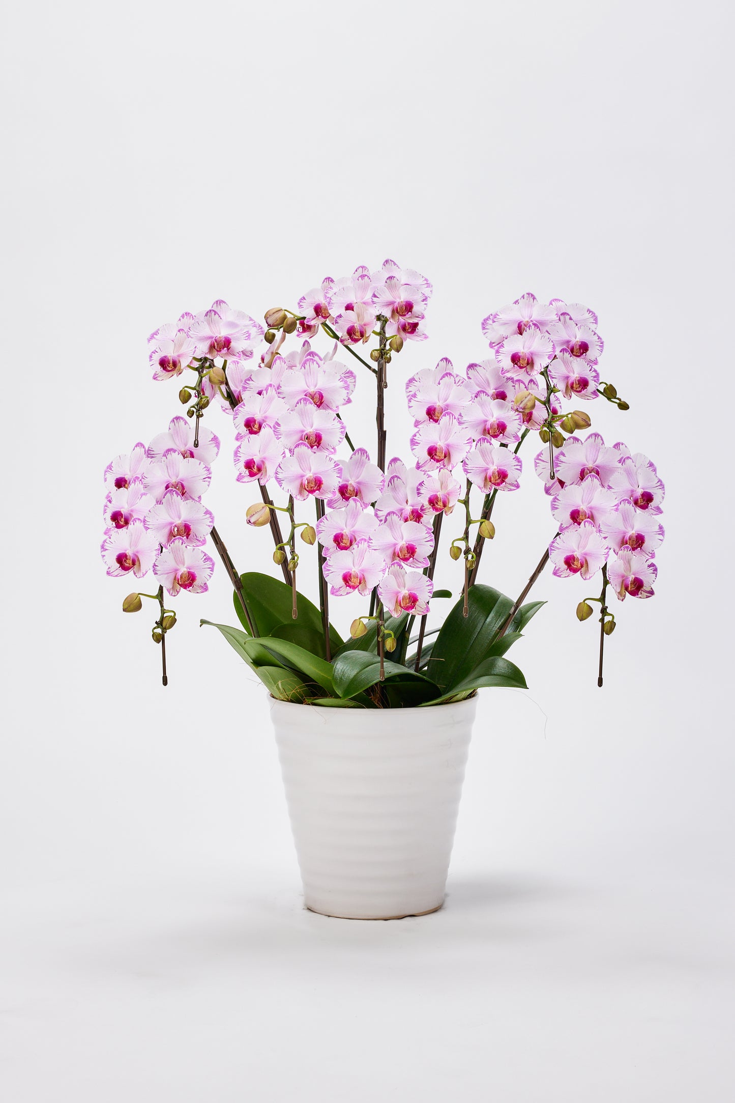 中輪胡蝶蘭 農林水産大臣賞受賞花 ピンク(CL-913G)