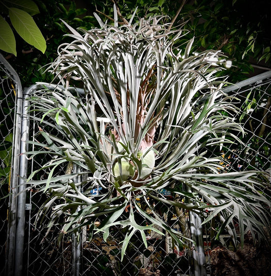 ヨネヤマプランテイション「超造形ヨネヤマ展」販売会イベントのお知らせ