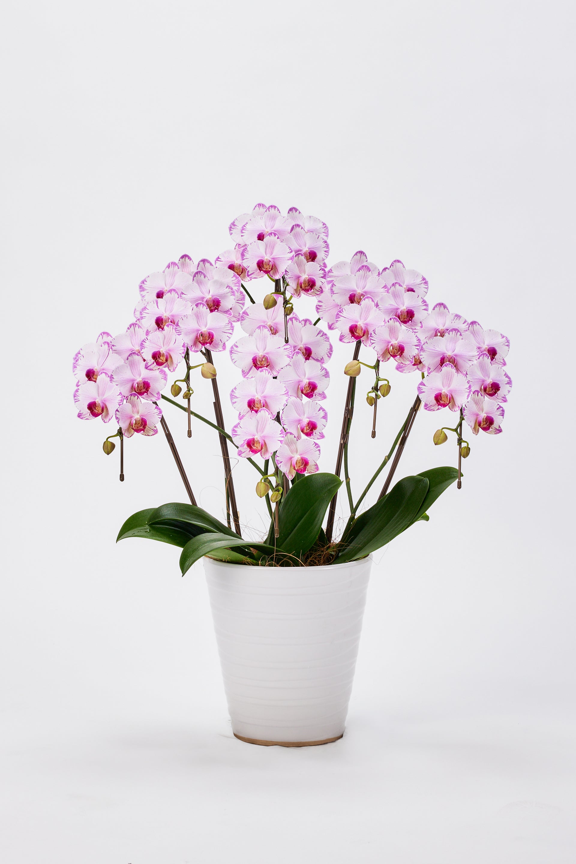 中輪胡蝶蘭 農林水産大臣賞受賞花 ピンク(CL-913G) – 座間洋らんセンター