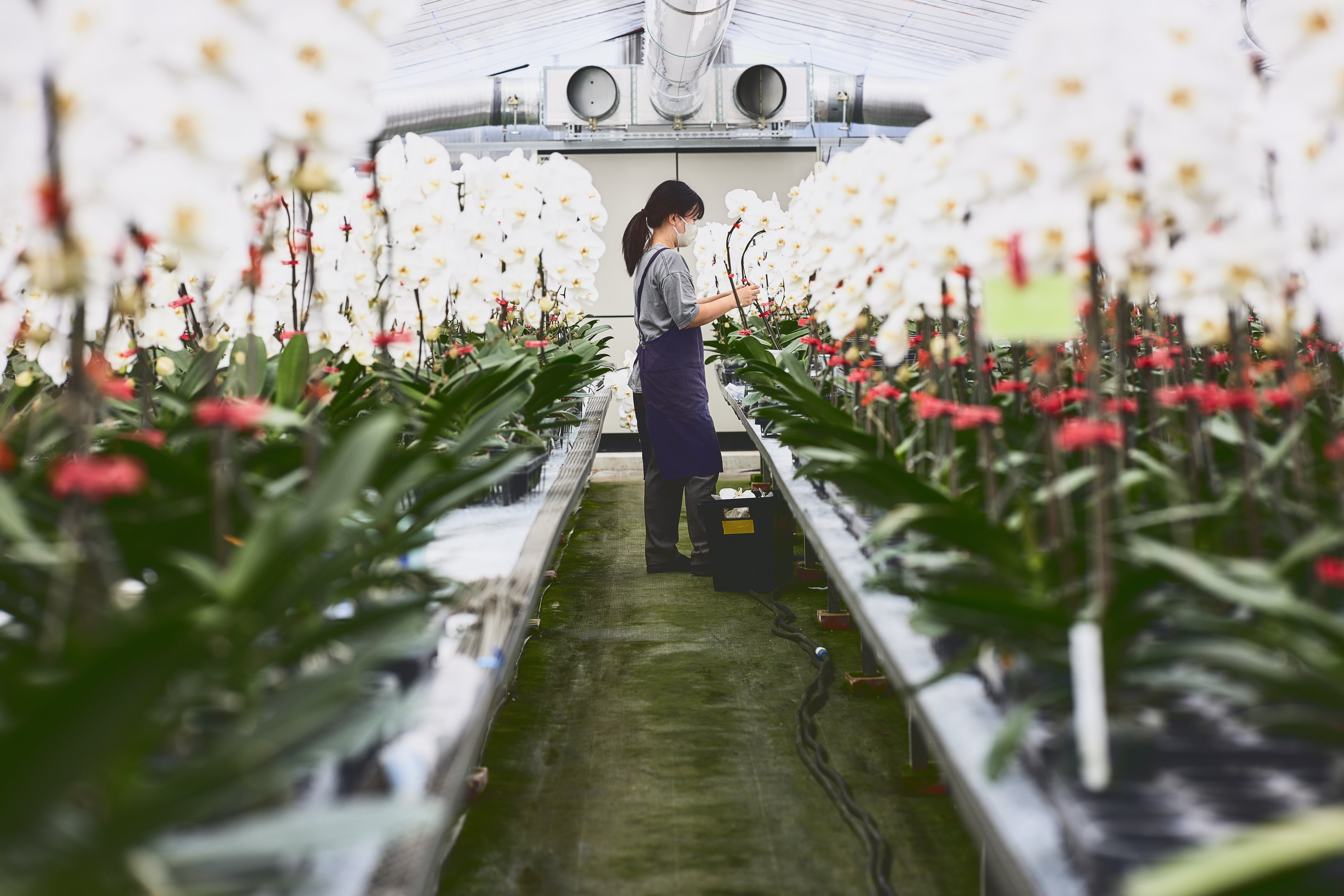 らんらんさま シャルマン | カザマランドセル